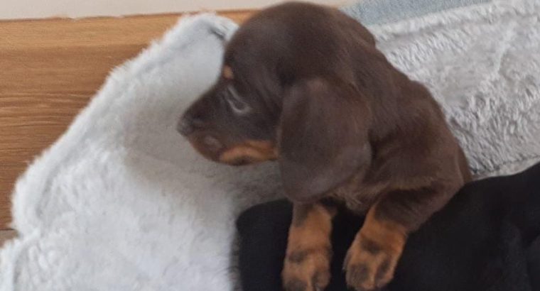 Miniature Dachshund Puppies in Dublin 24