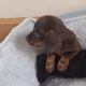 Miniature Dachshund Puppies in Dublin 24
