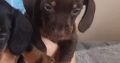 Miniature Dachshund Puppies in Dublin 24