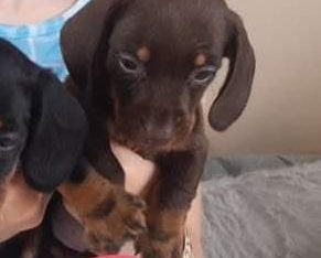 Miniature dachshund