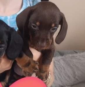 Miniature dachshund