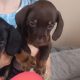 Miniature Dachshund Puppies in Dublin 24