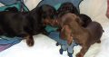 Miniature Dachshund Puppies in Dublin 24