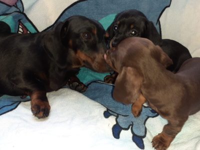 Miniature Dachshund Puppies in Dublin 24