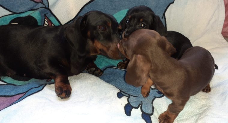 Miniature Dachshund Puppies in Dublin 24