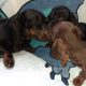 Miniature Dachshund Puppies in Dublin 24