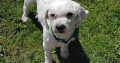 Bichon Frise Puppies for Sale in Tynock