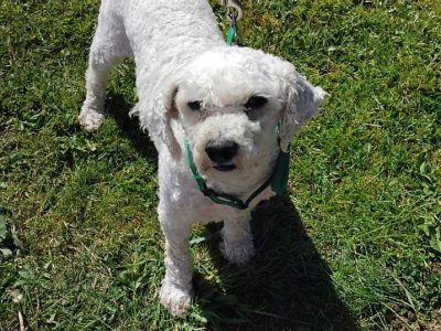 Bichon Frise Puppies for Sale in Tynock