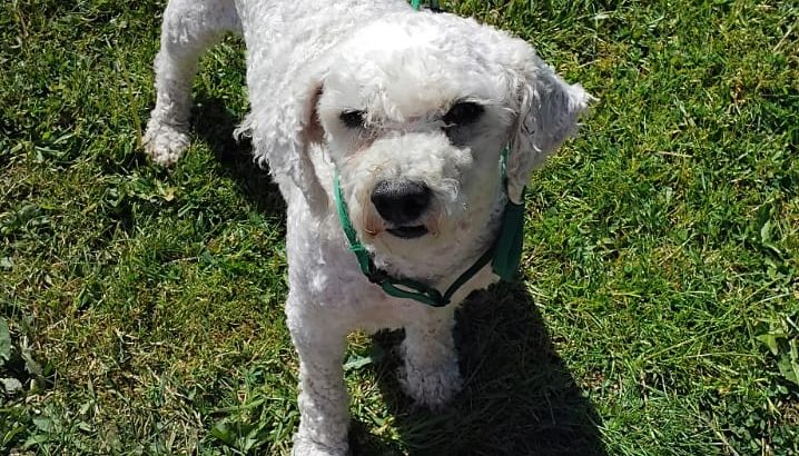Bichon Frise Puppies for Sale in Tynock