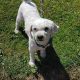 Bichon Frise Puppies for Sale in Tynock