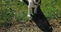 Bichon Frise Puppies for Sale in Tynock