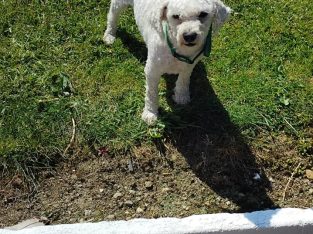 Bichon Frise Puppies for Sale in Tynock