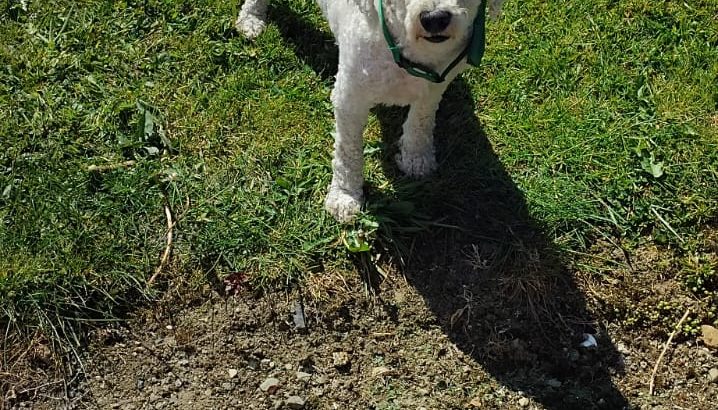 Bichon Frise Puppies for Sale in Tynock