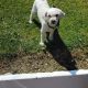 Bichon Frise Puppies for Sale in Tynock