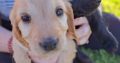 Cockapoo Puppies for Sale in Tullamore