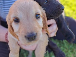 Cockapoo pups