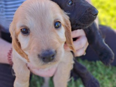 Cockapoo pups