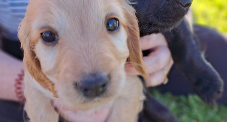 Cockapoo Puppies for Sale in Tullamore
