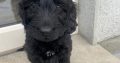 Cockapoo Puppies for Sale in Tullamore