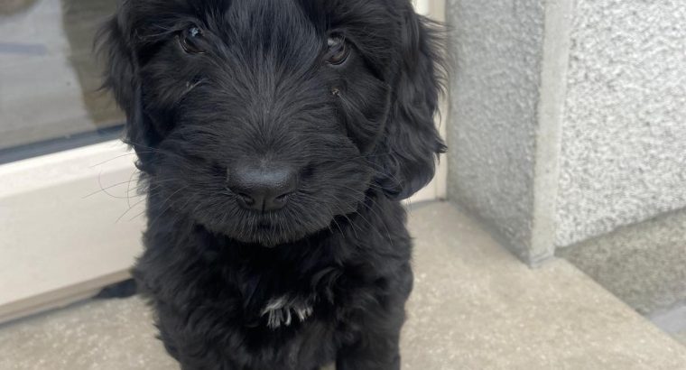 Cockapoo Puppies for Sale in Tullamore