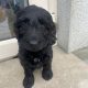 Cockapoo Puppies for Sale in Tullamore