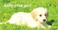 Golden Retrievers for sale in Dublin – Microchipped