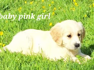 Golden retriever