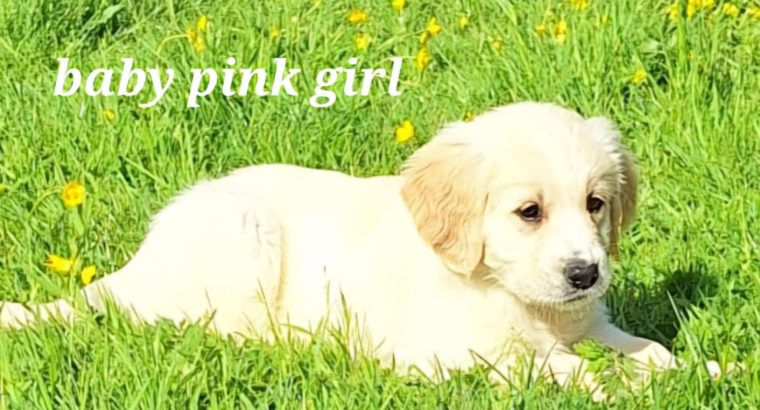 Golden Retrievers for sale in Dublin – Microchipped