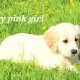 Golden Retrievers for sale in Dublin – Microchipped