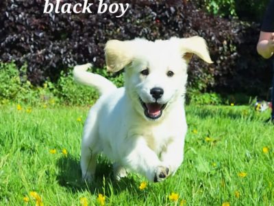 Golden Retrievers for sale in Dublin – Microchipped