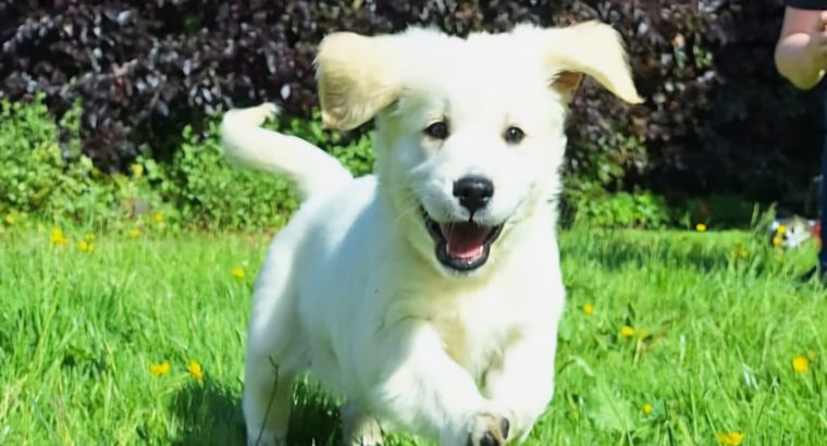 Golden Retrievers for sale in Dublin – Microchipped