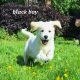 Golden Retrievers for sale in Dublin – Microchipped