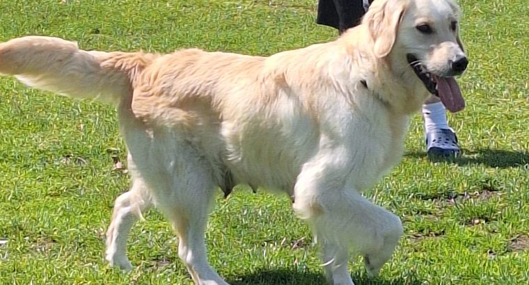 Golden Retrievers for sale in Dublin – Microchipped
