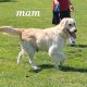 Golden Retrievers for sale in Dublin – Microchipped