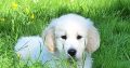 Golden Retrievers for sale in Dublin – Microchipped