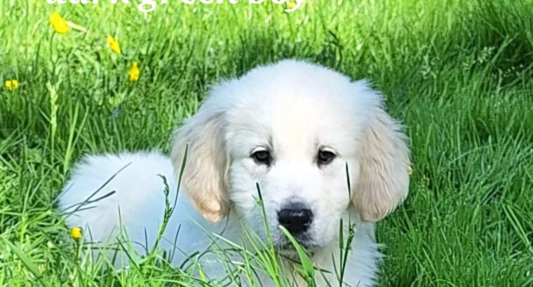 Golden Retrievers for sale in Dublin – Microchipped
