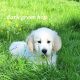 Golden Retrievers for sale in Dublin – Microchipped