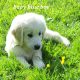 Golden Retrievers for sale in Dublin – Microchipped