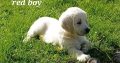 Golden Retrievers for sale in Dublin – Microchipped