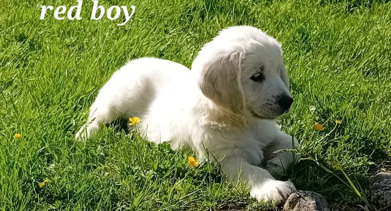 Golden Retrievers for sale in Dublin – Microchipped