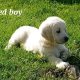 Golden Retrievers for sale in Dublin – Microchipped