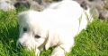 Golden Retrievers for sale in Dublin – Microchipped