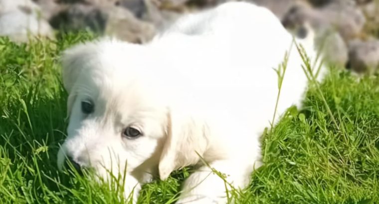 Golden Retrievers for sale in Dublin – Microchipped