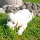 Golden Retrievers for sale in Dublin – Microchipped