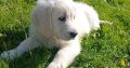 Golden Retrievers for sale in Dublin – Microchipped