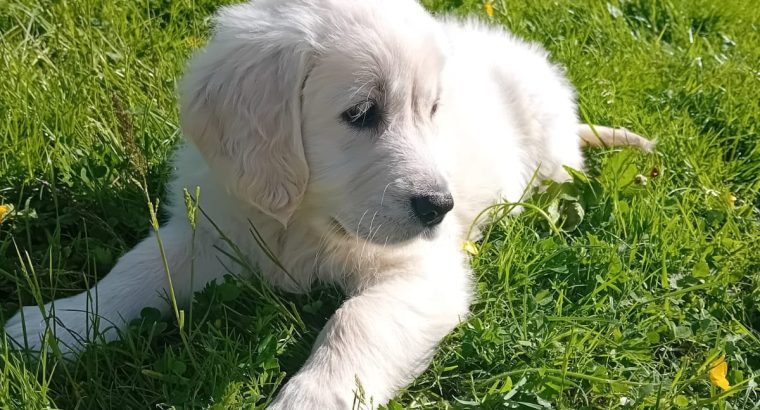 Golden Retrievers for sale in Dublin – Microchipped