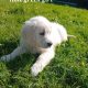 Golden Retrievers for sale in Dublin – Microchipped