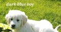Golden Retrievers for sale in Dublin – Microchipped