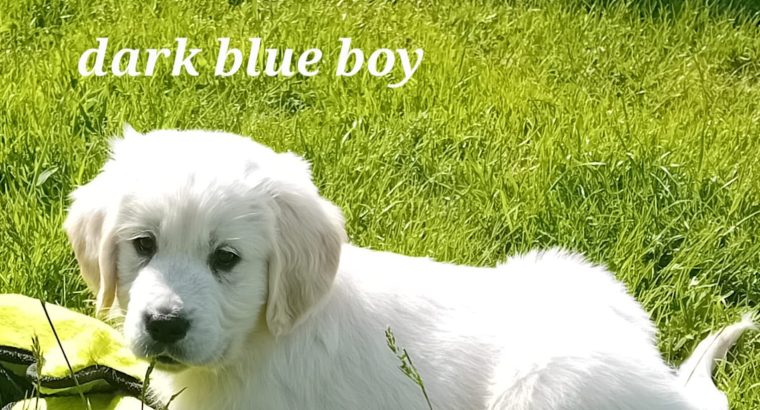 Golden Retrievers for sale in Dublin – Microchipped