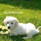 Golden Retrievers for sale in Dublin – Microchipped